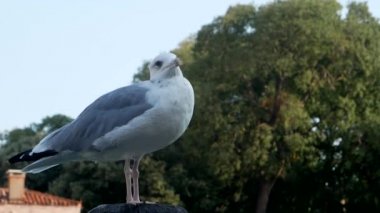 Como Gölü 'ndeki martı, Pier Gölü.