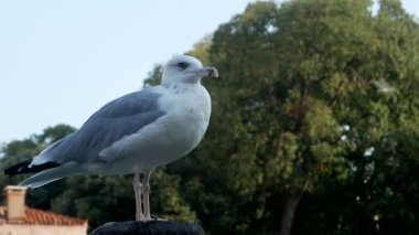 Como Gölü 'ndeki martı, Pier Gölü.