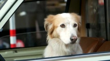 Breed Golden Retriever Nehri araba camından dışarı süzülmüş, köpek arabanın camına yaslanmış.