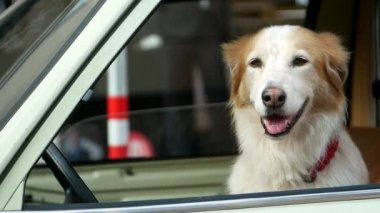 Breed Golden Retriever Nehri araba camından dışarı süzülmüş, köpek arabanın camına yaslanmış.