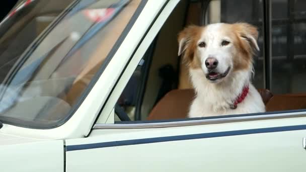 Золотой Ретривер Выглядывающий Окна Машины Счастливая Собака — стоковое видео