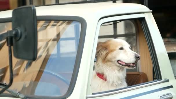 Rasse Golden Retriever River Springt Aus Dem Autofenster Hund Lehnt — Stockvideo
