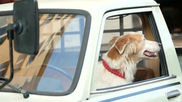 Río Breed Golden Retriever Archivado Fuera Ventana Del Coche Perro — Vídeos de Stock