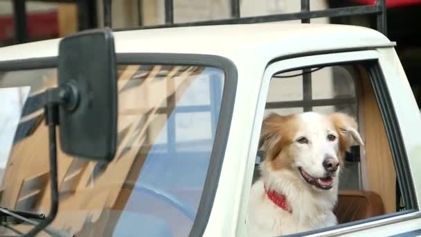 Rasa Golden Retriever River Złożony Przez Okno Samochodu Pies Pochylając — Wideo stockowe