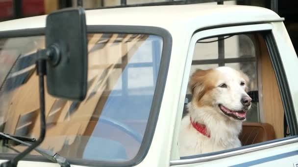 Rasa Golden Retriever River Złożony Przez Okno Samochodu Pies Pochylając — Wideo stockowe