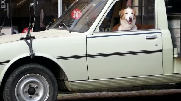 Río Breed Golden Retriever Archivado Fuera Ventana Del Coche Perro — Vídeos de Stock