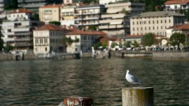 Lago Como Villa Olmo Gaivota Lago Como — Vídeo de Stock