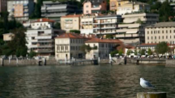 Lago Como Villa Olmo Gabbiano Sul Lago Como — Video Stock