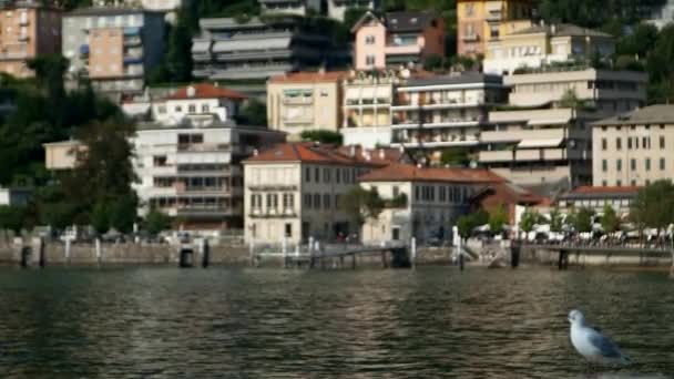 Lago Como Villa Olmo Gaivota Lago Como — Vídeo de Stock