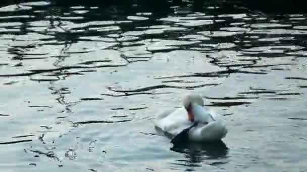 Cisne Blanco Nadando Lago Primer Plano Hermoso Pájaro Nadando Agua — Vídeos de Stock