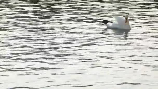 Птица Немой Лебедь Цветущий Лебедь Плавает Озеру Облачный Летний День — стоковое видео