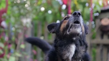 Kızgın köpek, öfkeli köpek, sokakta havlayan kızgın köpek..