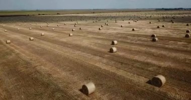 Hasattan sonra tarlada saman balyaları. Tarım alanı. Altın çayırlarda saman balyaları.
