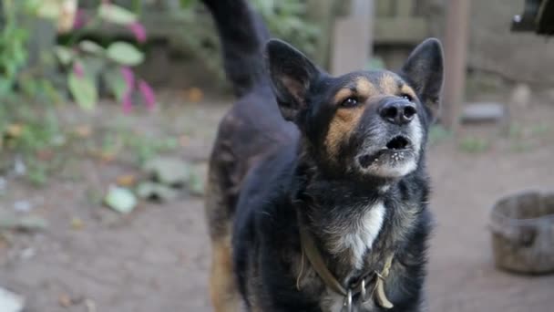 Cane Arrabbiato Con Denti Nudi Cane Frenetico — Video Stock