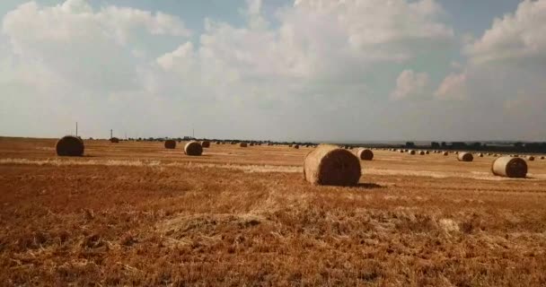 Voando Sobre Fardos Redondos Palha Campo Após Colheita Trigo — Vídeo de Stock