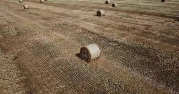 뭉치가 밭에서 수확기를 거두어들이다 — 비디오