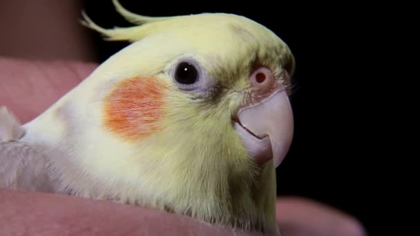 Corella papegaai close-up in mannelijke handen — Stockvideo