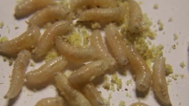 Bir grup sinek larvası ya da beyaz solucan.