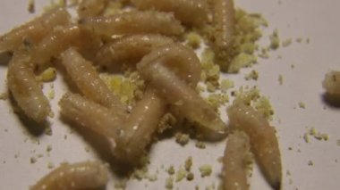 Sinek larvalarının geçmişi çok yakın. Solucanlar baş belasıdır. Beyaz solucanlar