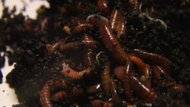 Kızıl solucanlar kara toprakta yaşar.