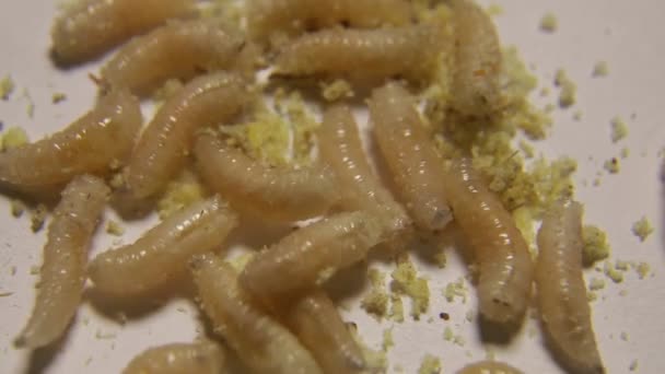 Skupina muškařských larv nebo bílých červů — Stock video