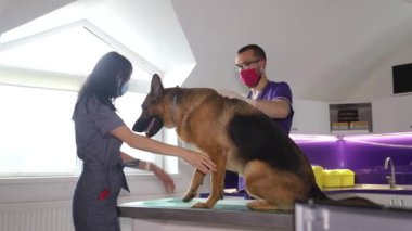 Veteriner köpeğin sahibiyle konuşur. Hayvan bakımı konsepti.