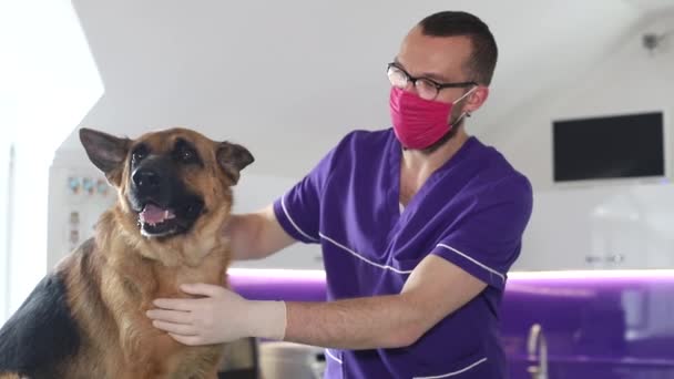 Um veterinário examina um pastor alemão. Conceito de cuidado animal . — Vídeo de Stock