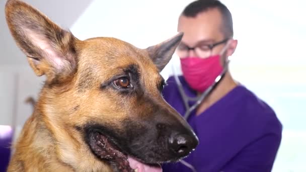 Bir veteriner bir Alman çoban köpeğini muayene eder. Hayvan bakımı konsepti. — Stok video