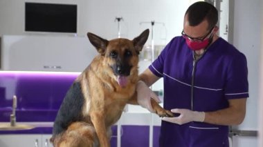 Veteriner köpek pençeleri, evcil hayvanlara sağlık ve tedavi kavramları üzerine çalışıyor..