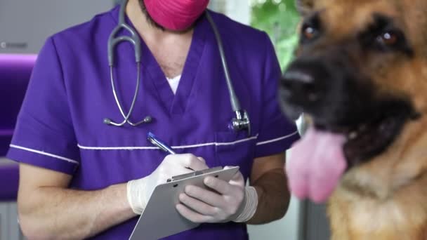 Mannelijke dierenarts onderzoekt een hond in een veterinaire kliniek, dierenverzorging, concept van gezondheid en geneeskunde voor huisdieren — Stockvideo