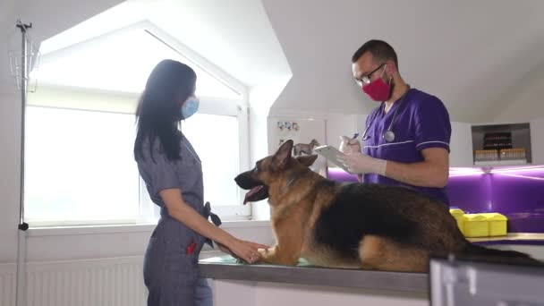 Mannelijke dierenarts onderzoekt een hond in een veterinaire kliniek, huisdier zorg — Stockvideo