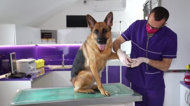 Veteriner köpek pençeleri, evcil hayvanlara sağlık ve tedavi kavramları üzerine çalışıyor.. — Stok video