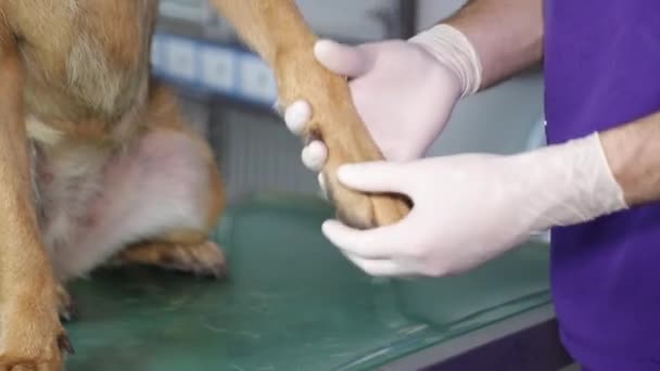 O veterinário estuda as patas do cão, o conceito de saúde e tratamento de animais de estimação . — Vídeo de Stock