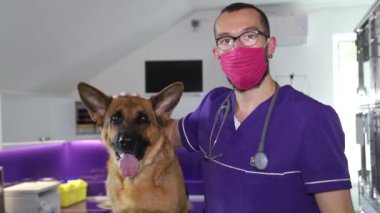 Modern veteriner kliniği. Bir veteriner tarafından incelenen Alman çoban köpeği..