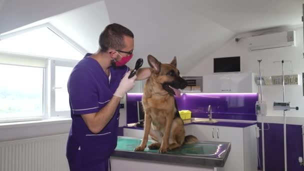 Pastor alemán en el examen de un veterinario. Un viejo perro enfermo en tratamiento . — Vídeo de stock