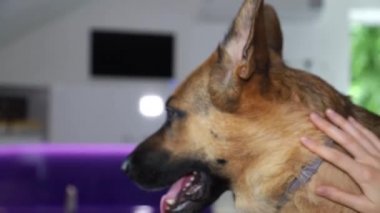 Veteriner köpeği muayene eder. Güzel mor arka plan. Sağlıklı hayvanlar