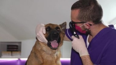 Veteriner bir Alman çoban köpeğinin kulağını inceliyor. Doktor bir hayvan kliniğinde çalışıyor.