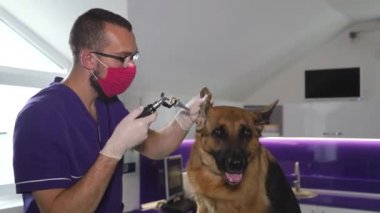 Veteriner bir Alman çoban köpeğinin kulağını muayene eder..
