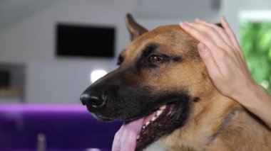 Bir veteriner tarafından muayene edilen hasta bir köpek. Hayvanlara Bakım