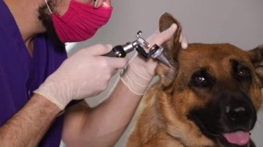 Veteriner bir Alman çoban köpeğinin kulağını inceliyor. Doktor bir hayvan kliniğinde çalışıyor.