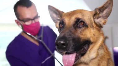 Sahibi köpeğini bir veteriner kliniğine muayene için getirmiş. Alman çoban köpeğinin sadık bir dostu.