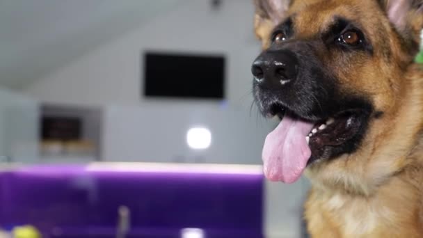 Alman çoban köpeği yaklaşıyor. Reklam metni için yer — Stok video