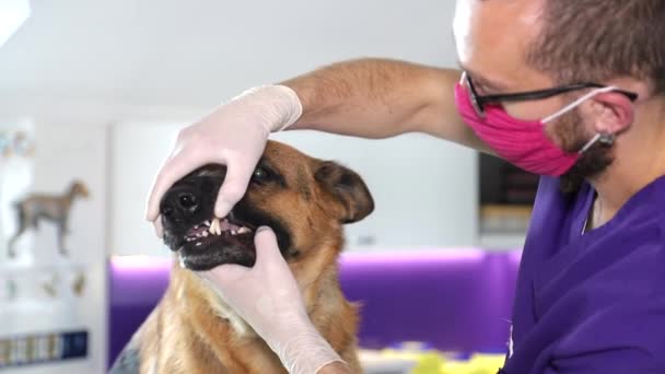 Sahibi köpeğini bir veteriner kliniğine muayene için getirmiş.. — Stok video