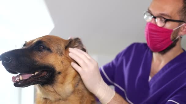 O dono trouxe o seu cão para ser examinado numa clínica veterinária. Um amigo fiel do pastor alemão — Vídeo de Stock