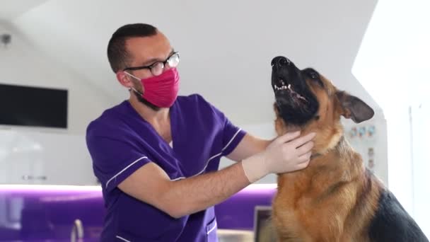 Veterinário bonito com máscara vermelha no rosto, pet clínica — Vídeo de Stock
