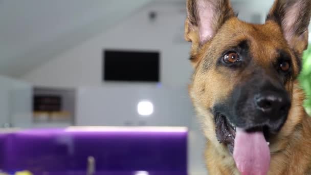 Alman çoban köpeği kameranın merceğine bakar. Reklam metni için yer — Stok video