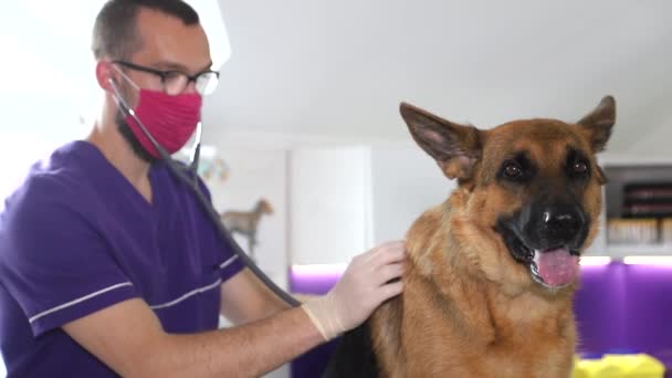 O veterinário examina o cão. Belo fundo roxo. Animais saudáveis — Vídeo de Stock