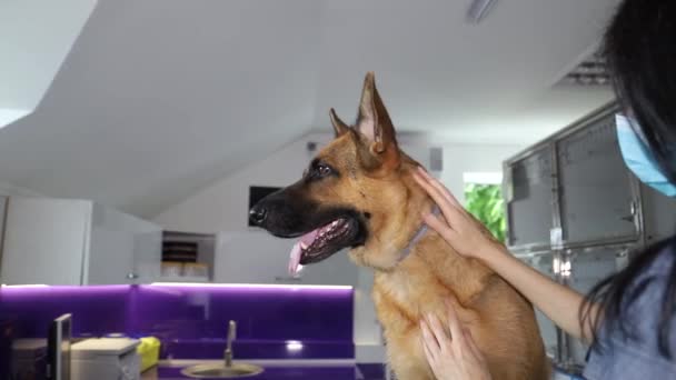 Perro enfermo en el examen por un veterinario. Tratamiento de mascotas — Vídeo de stock