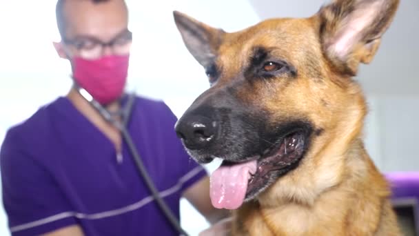 Schäferhund aus nächster Nähe zur Untersuchung durch einen Tierarzt. Behandlung von Tieren — Stockvideo