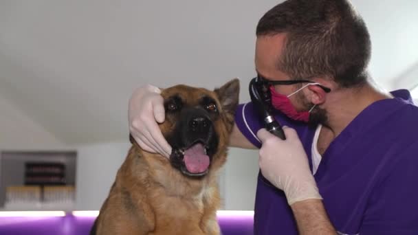 Veteriner bir Alman çoban köpeğinin kulağını inceliyor. Doktor bir hayvan kliniğinde çalışıyor. — Stok video